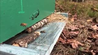 Beekeeping for Beginners Simple Beekeeping Part 1 [upl. by Jo-Anne]