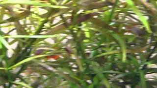 Galaxy Rasbora disease Danio margaritatus [upl. by Chelton]