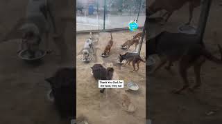 Feeding our shelter dogs dogs rescue rescuedog animalrescue [upl. by Burtis608]