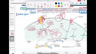 cyclosporine and tacrolimus immunology 64  First Aid USMLE Step 1 in UrduHindi [upl. by Assylla]