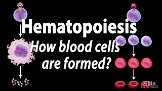 Hematopoiesis  Formation of Blood Cells Animation [upl. by Trebmer]