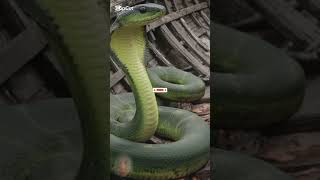 Nature Exploration  Green Cobra snake trendingshorts [upl. by Llehsem]