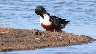 Shoveler Lapwing amp Gadwall [upl. by Walford]