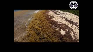 2023 Sargassum  USVI  St Croix  Isaac bay [upl. by Claiborn372]