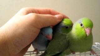 Sweet handtamed baby Parrotlets at 5 weeks [upl. by Stacey]