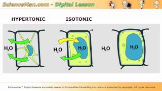 ScienceMan Digital Lesson  Biology  Cherry Osmosis [upl. by Alice493]