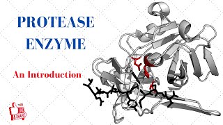 PROTEASE ENZYME An Introduction [upl. by Baptista]