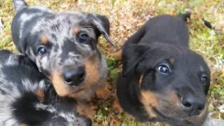 Beauceron puppies in the forest 43 days old [upl. by Norak154]