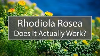 Rhodiola Rosea  Supplements That Actually Work Episode 1 [upl. by Antin346]