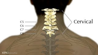 5B Levels of Injury Explained  Low Cervical  Spinal Cord Injury 101 [upl. by Appel115]