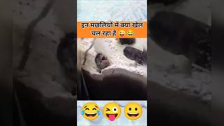 मछलियों का झगड़ा देखलो 😂 funny funmemes lol comedy fish jokes petowner fishing [upl. by Miett]