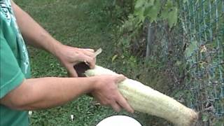 How to Harvest a Loofah [upl. by Dylan]