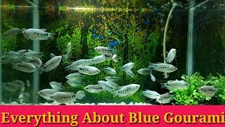 Everything About Blue Gourami [upl. by Eiramoj]