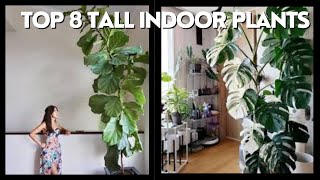 GREEN GIANTS 8 Tall Indoor Plants for Your HOME OR OFFICE [upl. by Alisun]