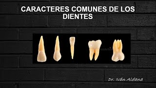 ANATOMÍA DENTARIA  Unidad 17 CARACTERES COMUNES DE LOS DIENTES  DR IVÁN ALDANA [upl. by Lew]