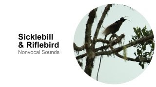 Sicklebill amp Riflebird Nonvocal Sounds [upl. by Marabelle499]