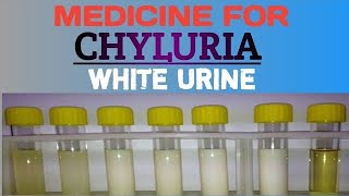 chyluria  chyluria ka ilaj  ujala urine ka ilaj milky urine ka ilag chyluria ka symptoms sign [upl. by Maitund]