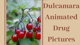 Dulcamara animated drug picture [upl. by Lodge325]