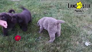 Fluffy Newfoundland Puppies [upl. by Veda]