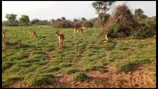 Big Five Safari Adventure at Murchison Falls National Park  Ultimate Wildlife Experience wildlife [upl. by Beverly801]