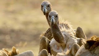 Meet the Largest Vultures in Africa [upl. by Llorrac]