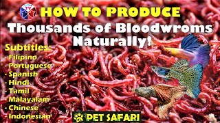 How to Produce Thousands of Bloodworms [upl. by Antons]