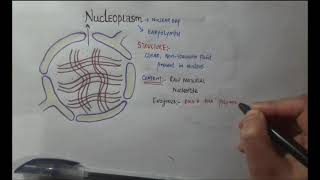 NUCLEOPLASM STRUCTURE FUNCTION [upl. by Pulchi603]