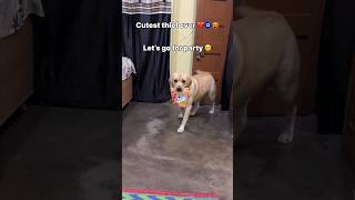 cutest thief 🤗  labra rubi  youtubeshorts shorts labrador dog cute viralsongs trending [upl. by Siseneg]