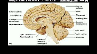 Anatomy  Major Parts of the Brain Midsagittal View [upl. by Berk]