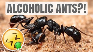 Can Ants Get Drunk ALCOHOLIC ANTS  Ant 101 [upl. by Rolan571]