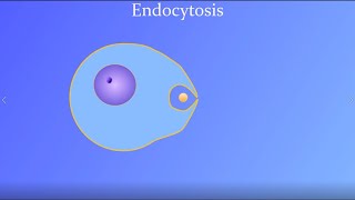 Endocytosis featuring a real amoeba and white blood cell [upl. by Lody]