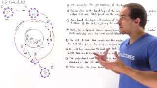 Life Cycle of HIV [upl. by Ietta952]