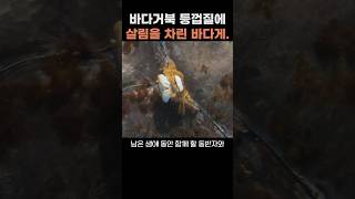 바다거북 등껍질에 살림을 차린 바다게 콜럼버스게 바다거북 [upl. by Ijok]