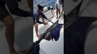 Sailfish fishing in Seychelles [upl. by Ativad711]