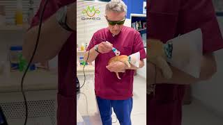 Berylas Veterinary Laser Therapy for Cats [upl. by Aileve628]