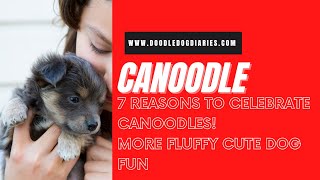 7 Reasons To Celebrate Canoodle Doodle Dogs More Fluffy Doodle Dog Fun [upl. by Server]