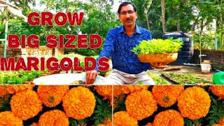 How to Grow Big Sized Aga Agro Marigolds from Seeds [upl. by Lymn805]