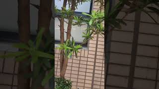 羅漢松 P macrophyllus 羅漢松（Podocarpus macrophyllus Thunb Sweet） VID20240830113349 [upl. by Travax]