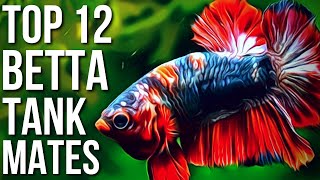 Top 12 Best Betta Fish Tank Mates  Betta Tank Mates You Can Try [upl. by Nivak]