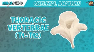 Thoracic Vertebrae T1T12 Anatomy [upl. by Eniamaj63]