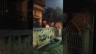 Diwali funny moments sutli bomb [upl. by Eerdua163]