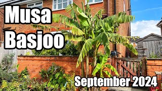 Musa Basjoo Banana Update  September 2024 [upl. by Hsotnas]