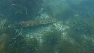 Beadnell Point and Yewglen Wreck 11th August 2024 [upl. by Krischer]