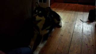 Alaskan Malamute does his best Chewbacca impression [upl. by Metcalf]