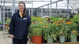 PETITTI Gaillardia  Grow Blanket Flower for Deer Resistance Repeat Blooms amp Pollinators [upl. by Brandtr871]