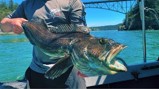 Puget Sound Lingcod Fishing [upl. by Ellehcyt]