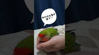 よもちゃん、眠るときのこだわり コザクラインコ lovebirds [upl. by Yemaj]