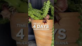 Bloom timelapse 🌺 Huernia Schneideriana “Red Dragon” planttimelapse [upl. by Osmo]