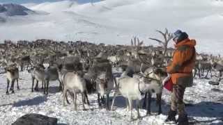 Reindrift i sørnorge  Reindeer Operating over a year in Jotunheimen [upl. by Attaynik]