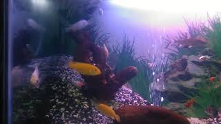 Snow white fish lemon fish tetra platy balashark etc on my tank [upl. by Kumler201]